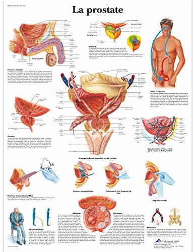 3B Scientific anatomiczne krojenia VR2528UU