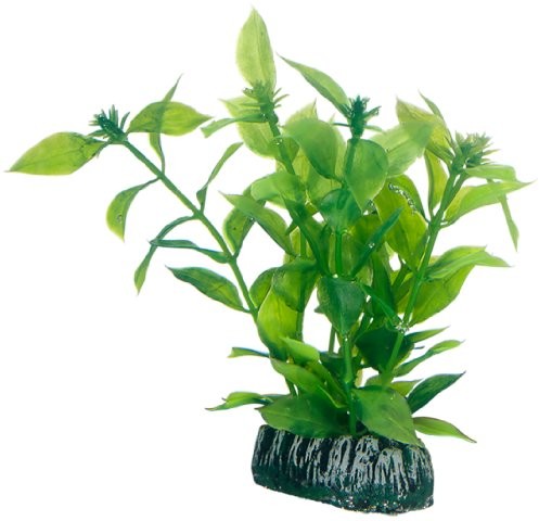Hobby Hygrophila, 13 cm
