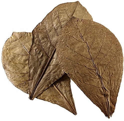 Hobby catappa Leaves, 12 sztuk 51100