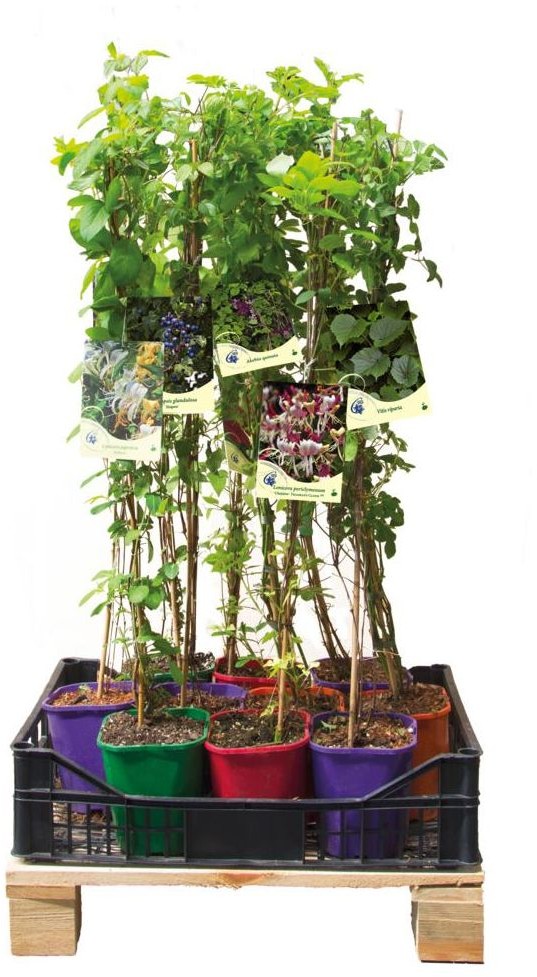 Opinie o Pnącza miododajne - zestaw 10 roślin CLEMATIS