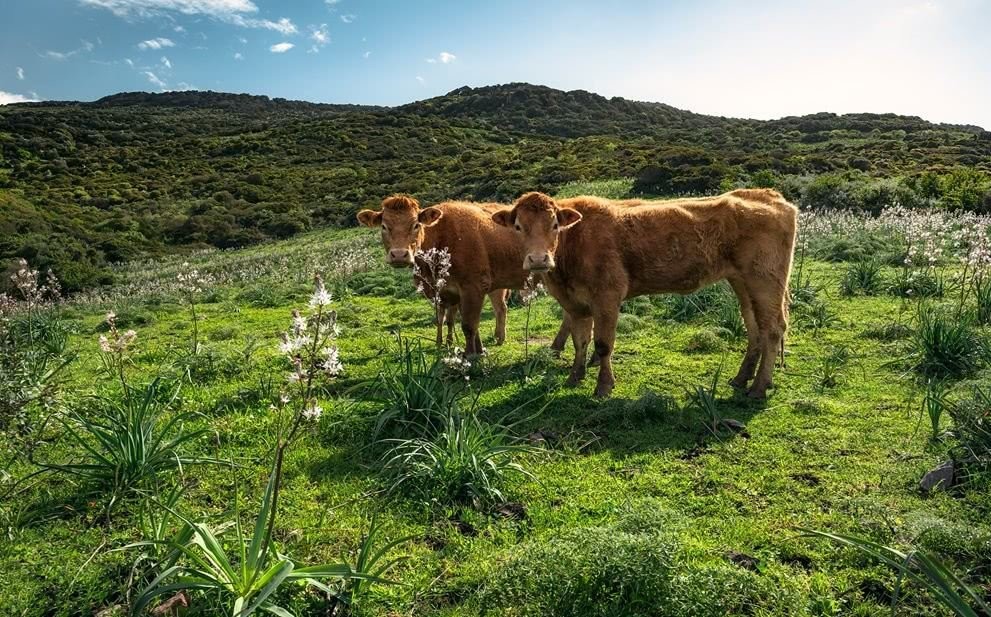 Komar Fototapeta Kuhparadies SHX9-051 SHX9-051