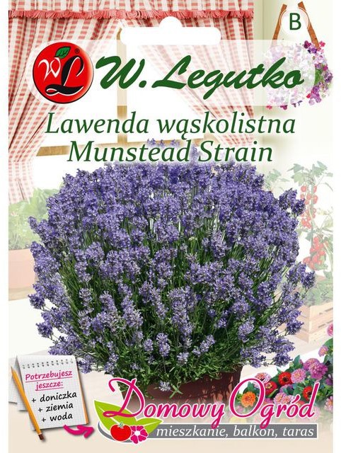 Legutko Lawenda wąskolistna MUNSTEAD STRAIN