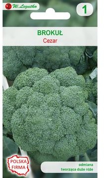 Legutko BROKUŁ Cezar W. 2g ogr000392