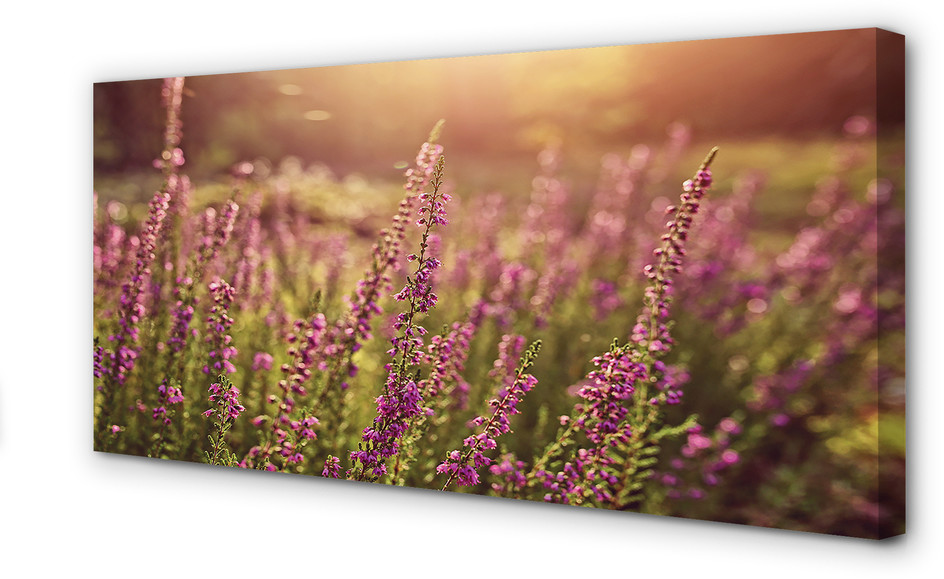 PL Tulup Obrazy na płótnie Wrzosy pole 120x60cm