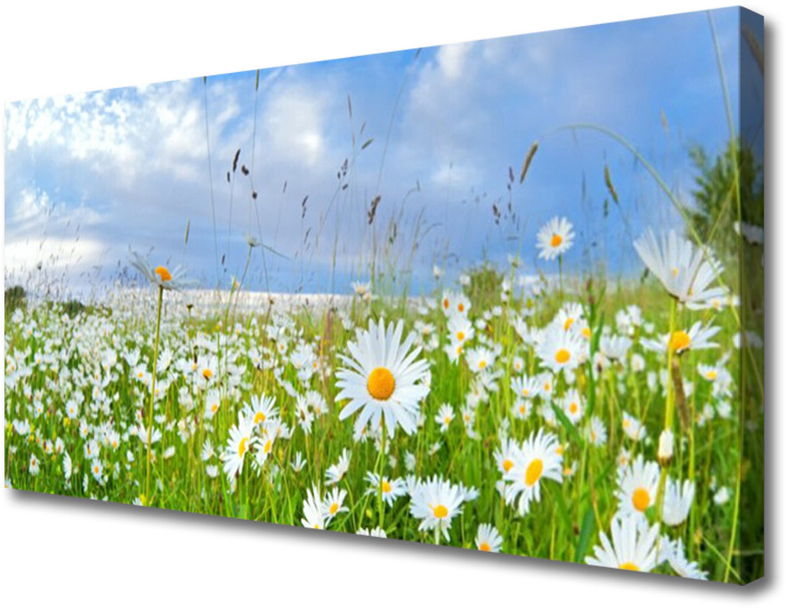 PL Tulup Obraz na Płótnie Łąka Stokrotki Natura 100x50cm