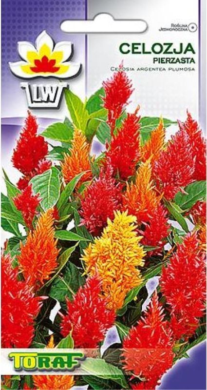 Toraf KWIATY Celozja pierzasta mix nasiona 0,5g 00356