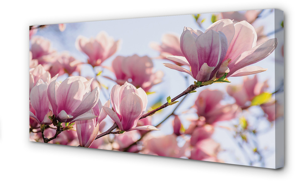 PL Tulup Obrazy na płótnie Magnolia 100x50cm