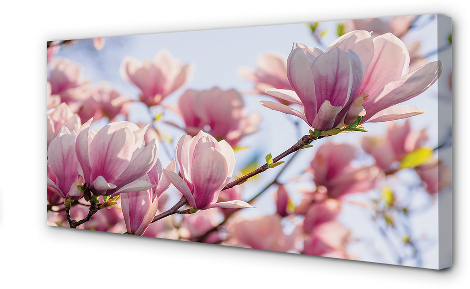 PL Tulup Obrazy na płótnie Magnolia 120x60cm