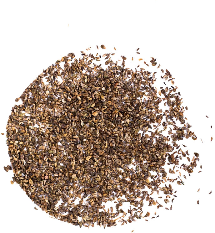 Planteon Pietruszka nasiona 1kg 2-0047-07-1