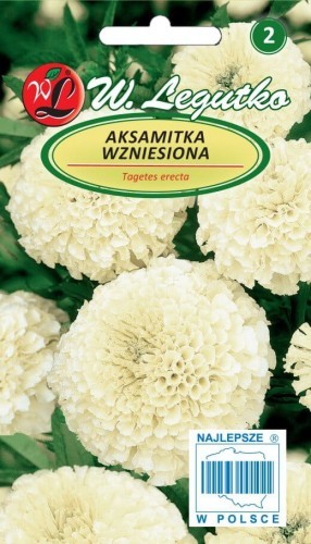 Legutko Aksamitka wzniesiona kremowobiałe 5903837330300