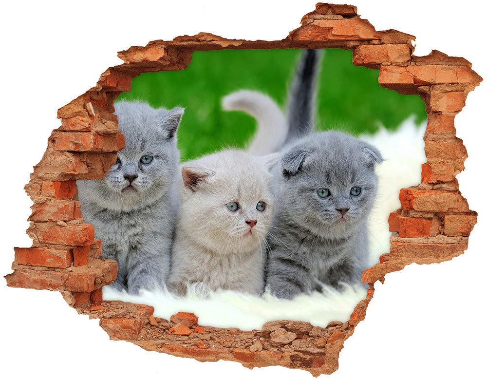 Wallmuralia.pl Dziura 3d fototapeta naklejka Trzy koty na kocu