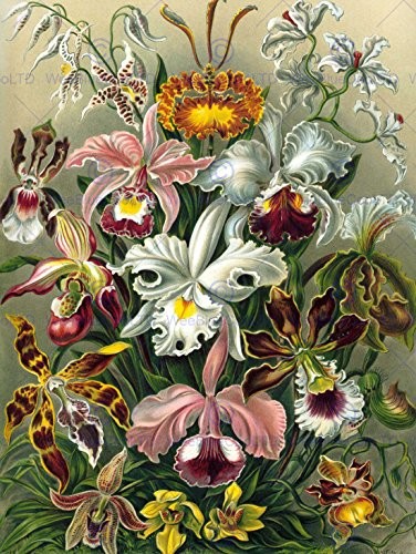 Bumblebeaver Nature Art Ernst HAECKEL Plant Flower Biology Germany Vintage Poster plakat Print 12 x 16 inch 30 x 40 cm 870py