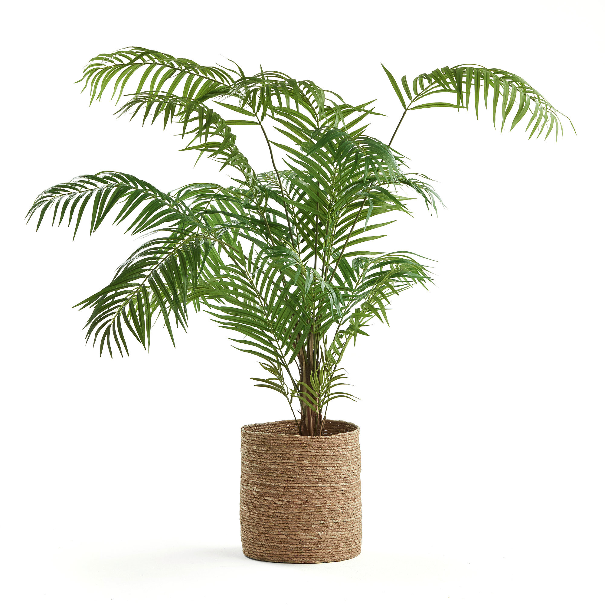 Пальма образ. Арека. Areca Palm. Пальма Арека размножение. 106008 Арека.