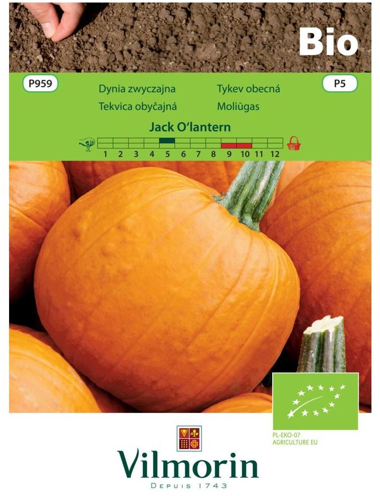 Vilmorin Dynia zwyczajna Jack O`lantern