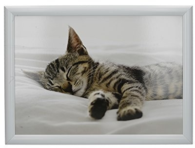 Creative Tops Kitten wyściełana taca Beanbag, 44 x 34 cm (17,5