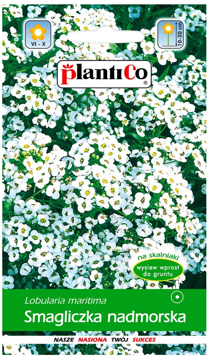 Plantico Smagliczka nadmorska