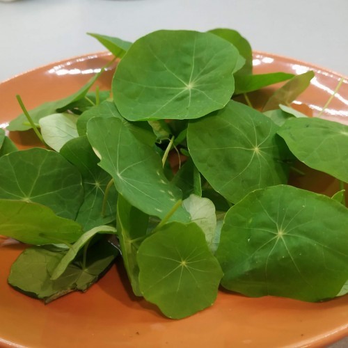 Toraf Microgreens Nasturcja karłowa 100 g Mic000092