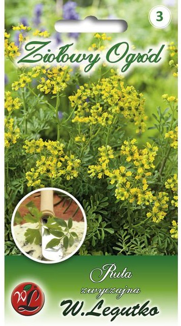 Legutko Ruta zwyczajna