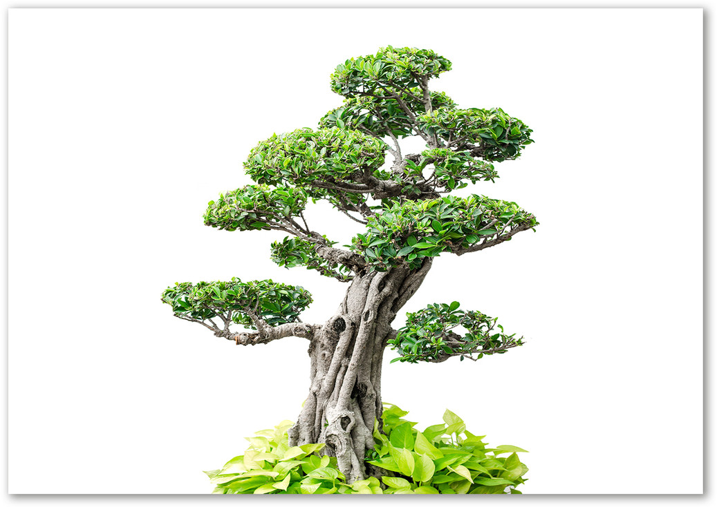 Obraz zdjęcie szkło akryl Drzewo bonsai