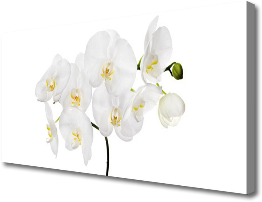 PL Tulup Obraz Canvas Storczyk Biały Kwiaty 140x70cm