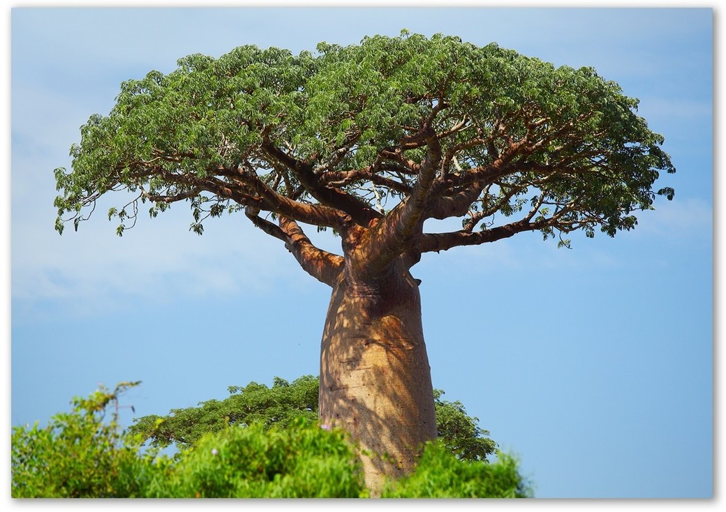 Fotoobraz na ścianę szkło akrylowe Baobab