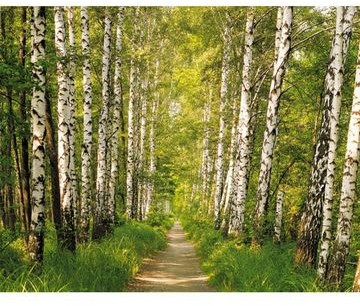 Komar Fotografia ścienna BIRCH PATCH SD301 254 x 368 cm