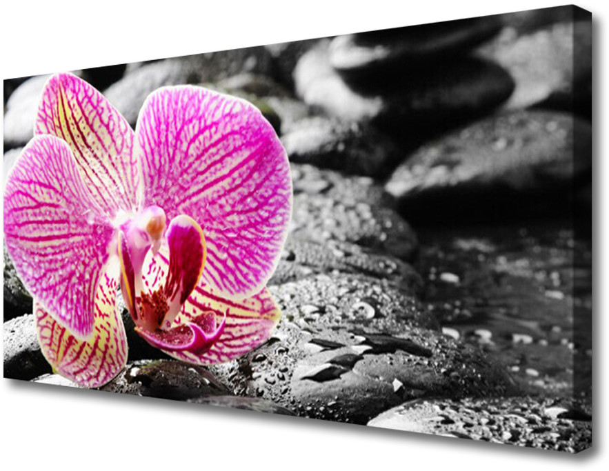 PL Tulup Obraz na Płótnie Kwiat Kamienie Orchidea 100x50cm