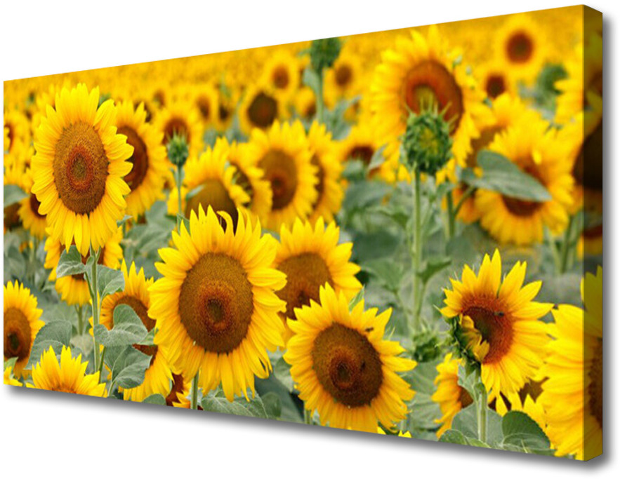 PL Tulup Obraz Canvas Słoneczniki Roślina Natura 140x70cm