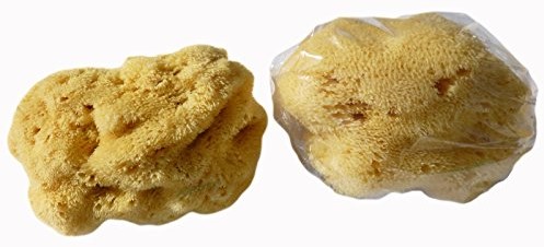 Croll & Denecke crollius + denecke naturalny gąbką levantiner L100