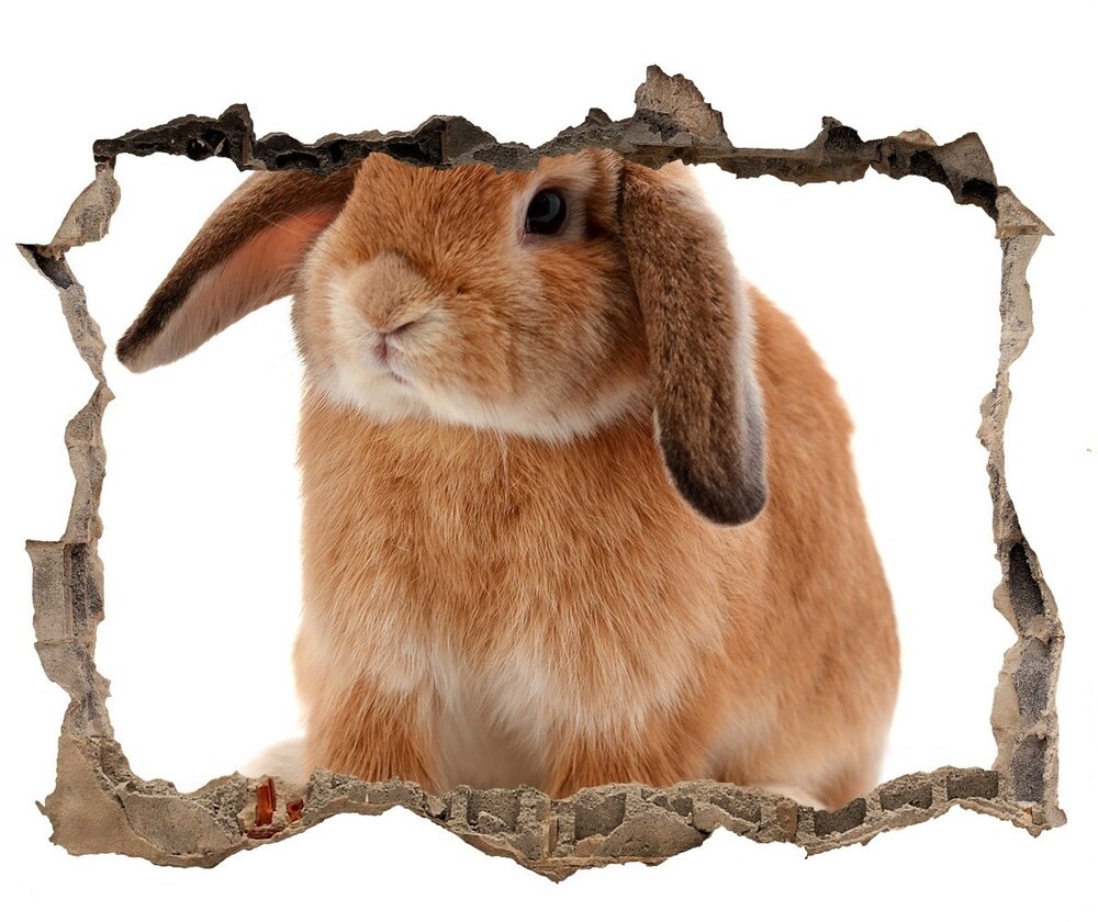 Wallmuralia.pl Dziura 3d fototapeta naklejka Rudy królik