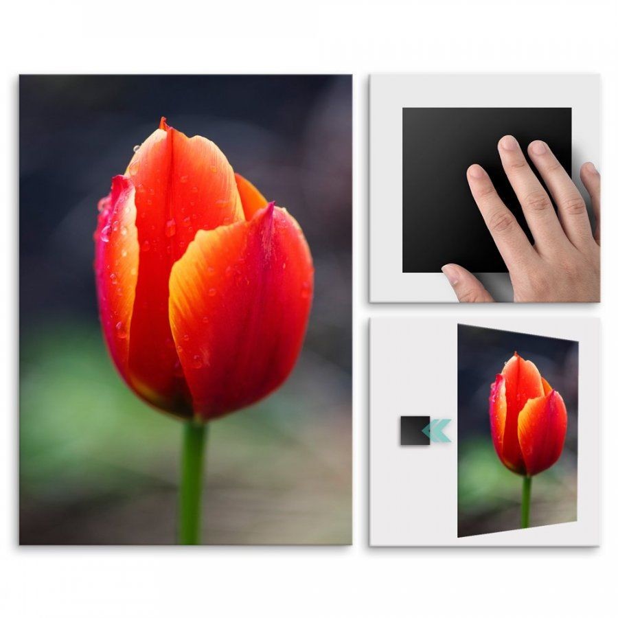 Pix4home Plakat metalowy tulipan M POS-M-01419