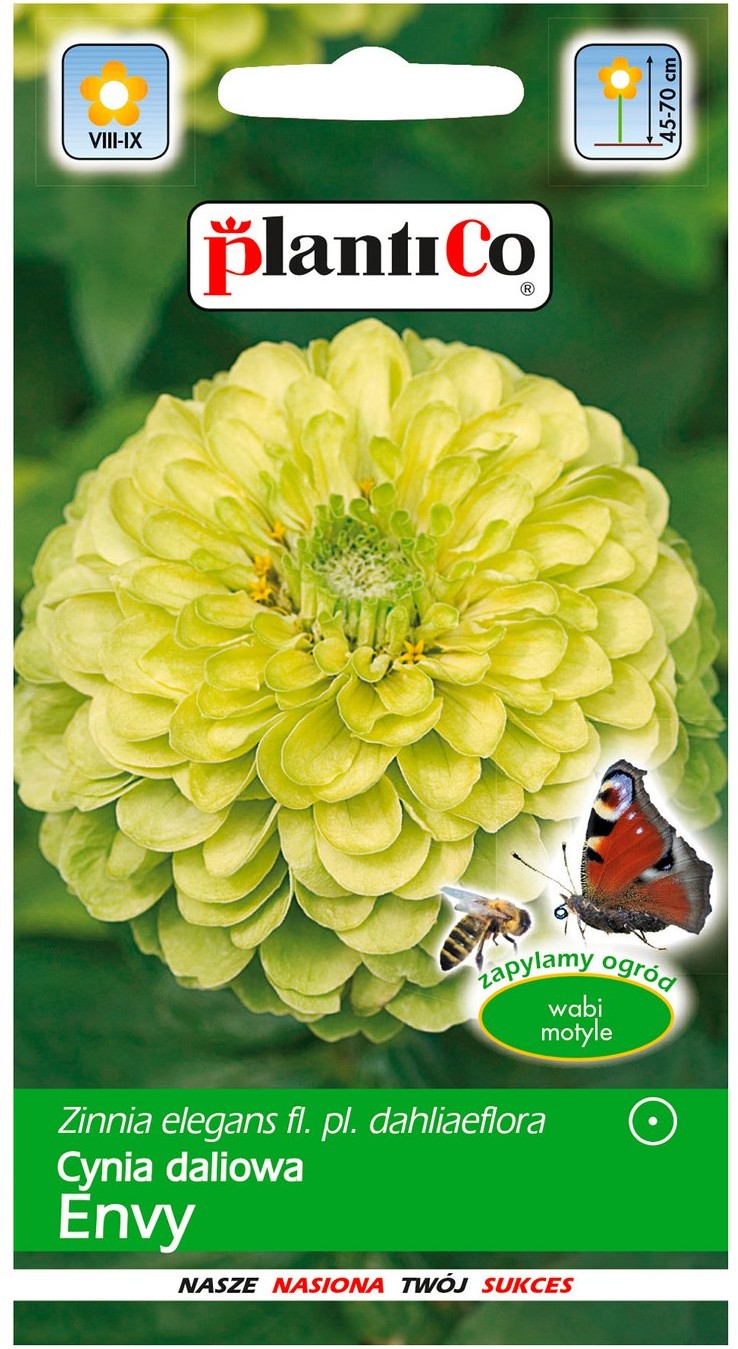 Plantico Cynia daliowa Envy