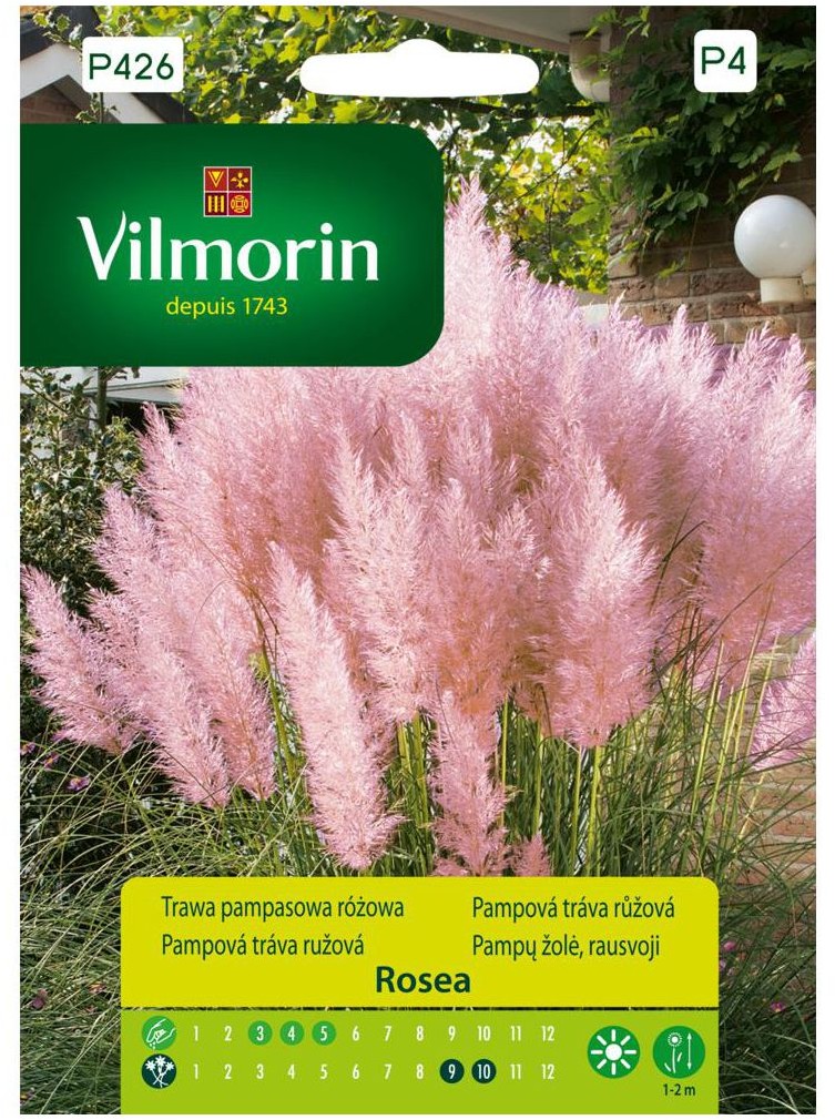 Vilmorin Trawa pampasowa różowa