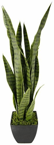 Flair Flower senseverie w doniczce 151401GN