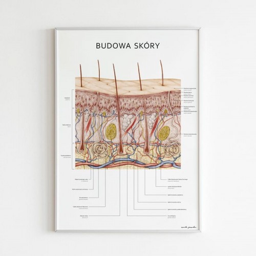 Marta Pawelec - ilustrator medyczny Plakat anatomiczny - BUDOWA SKÓRY 11-0019