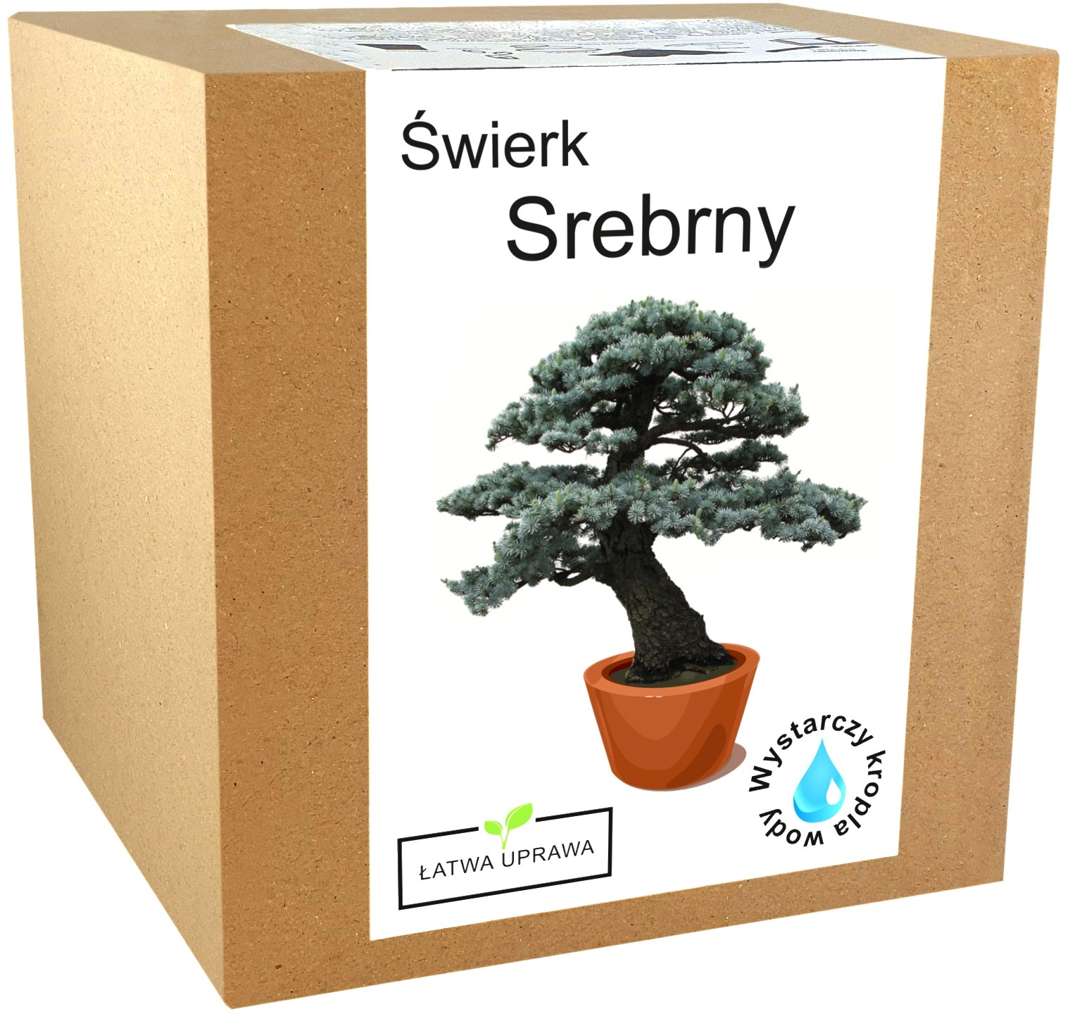 Zestaw do uprawy Bonsai świerk srebrny drzewko