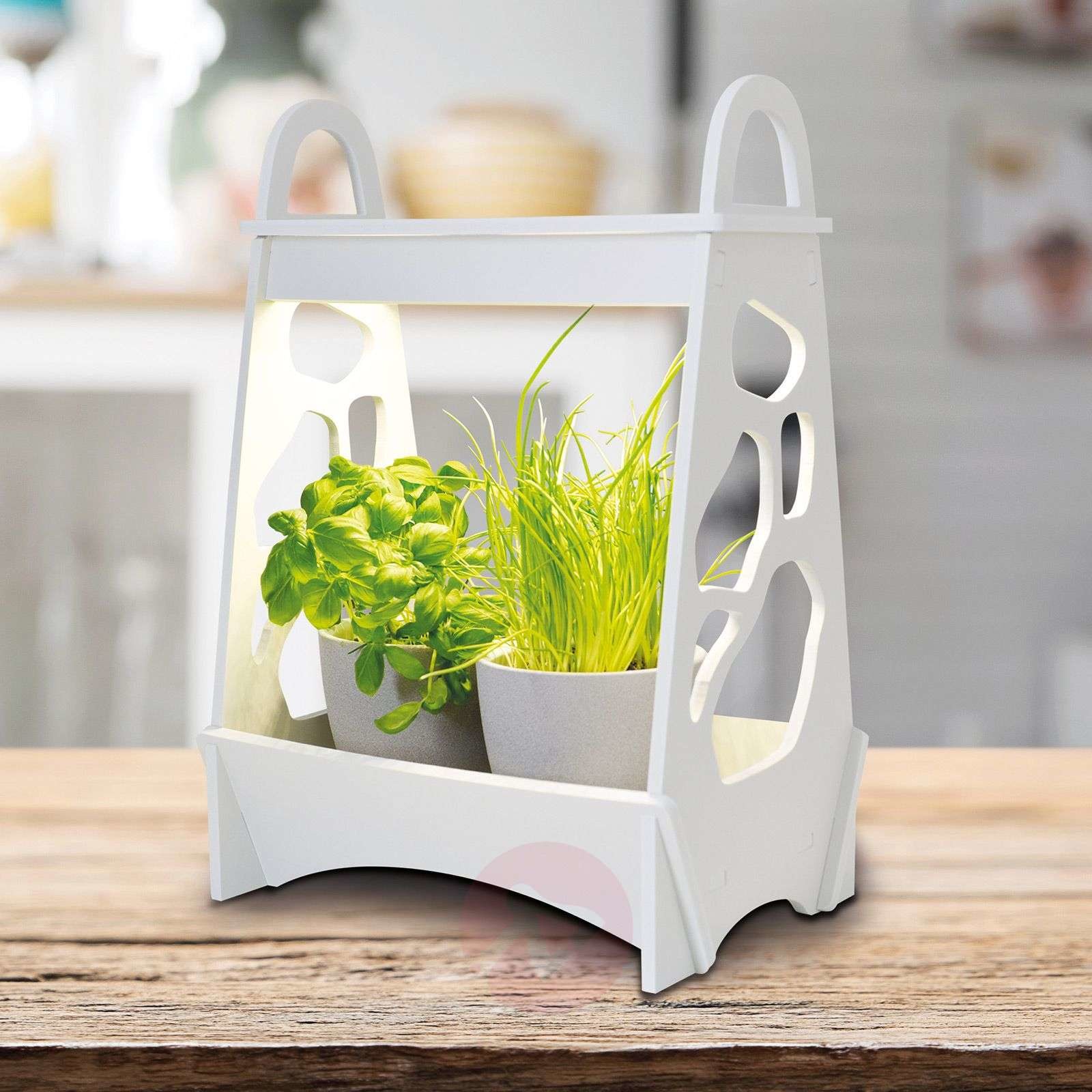 Näve Lampa stołowa LED Garden, pobudzająca wzrost 36 cm