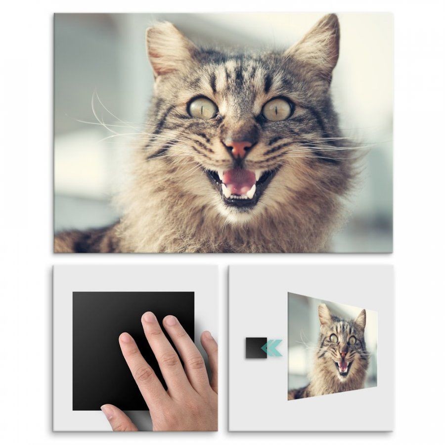 Pix4home Plakat metalowy kocia radość M POS-M-01747