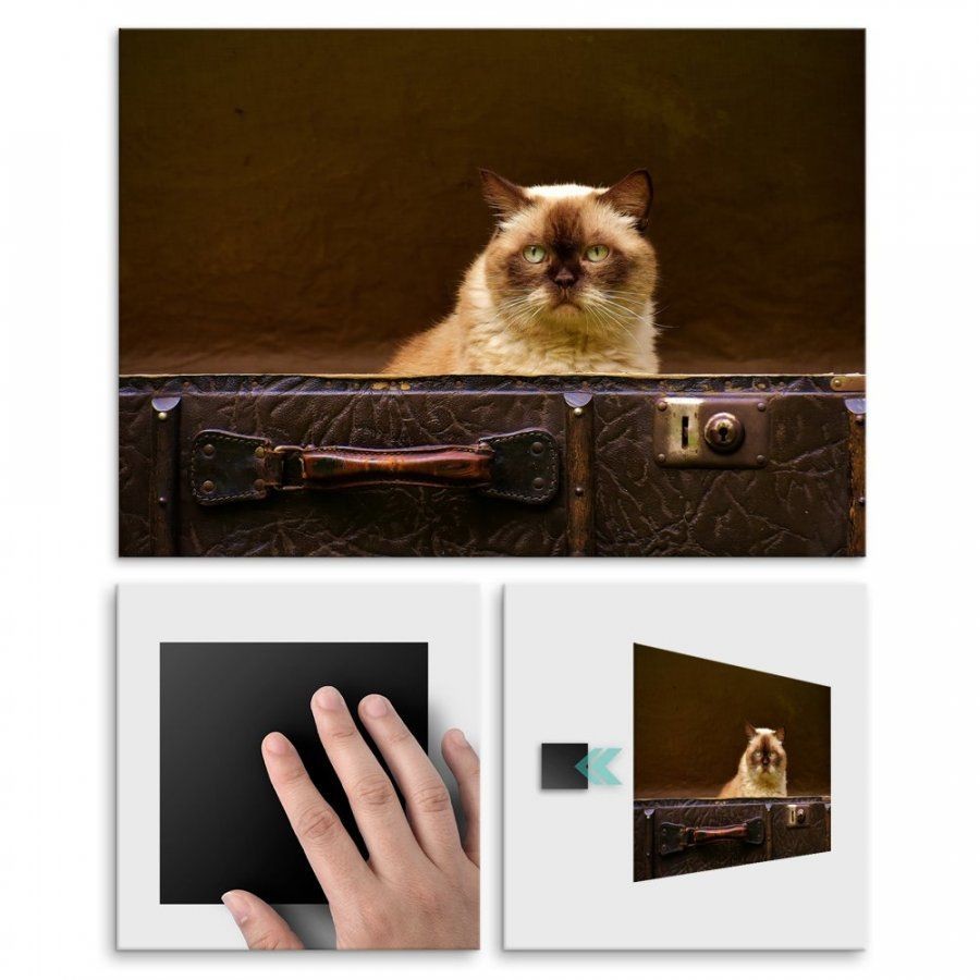 Pix4home Plakat metalowy kot brytyjski M POS-M-01726