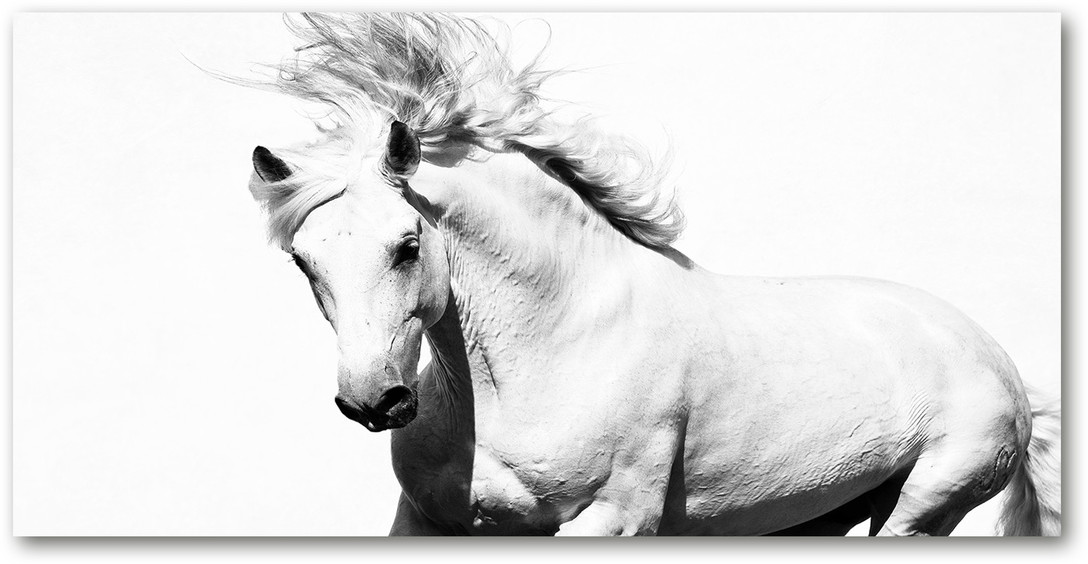 Foto obraz na ścianę akryl Biały koń