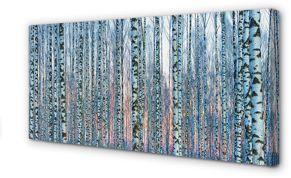 PL Tulup Obrazy na płótnie Brzozy las zachód słońca 125x50cm