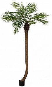 Europalms EUROPALMS Phoenix palm tree luxor curved, artificial plant, 240cm Sztuczna palma 82510726