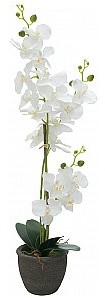 Europalms EUROPALMS Orchidea, sztuczna roślina, biała, 80 cm 82530362