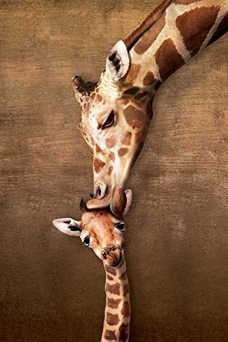 empireposter 728654 Giraffes żyrafy  Mother's Baby Kiss  naturalny plakat zdjęcie, papier, kolorowa, 91.5 x 61 x 0.14 cm 728654