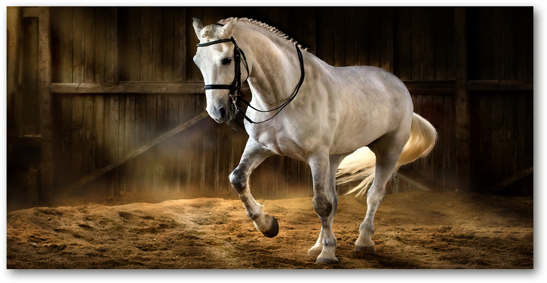 Foto-obraz akrylowy Biały koń w stajni