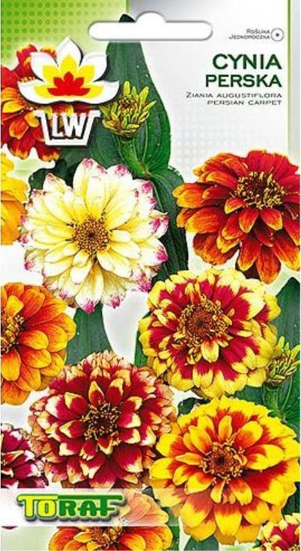 Toraf KWIATY Cynia Perska mix nasiona 0,5g 00357