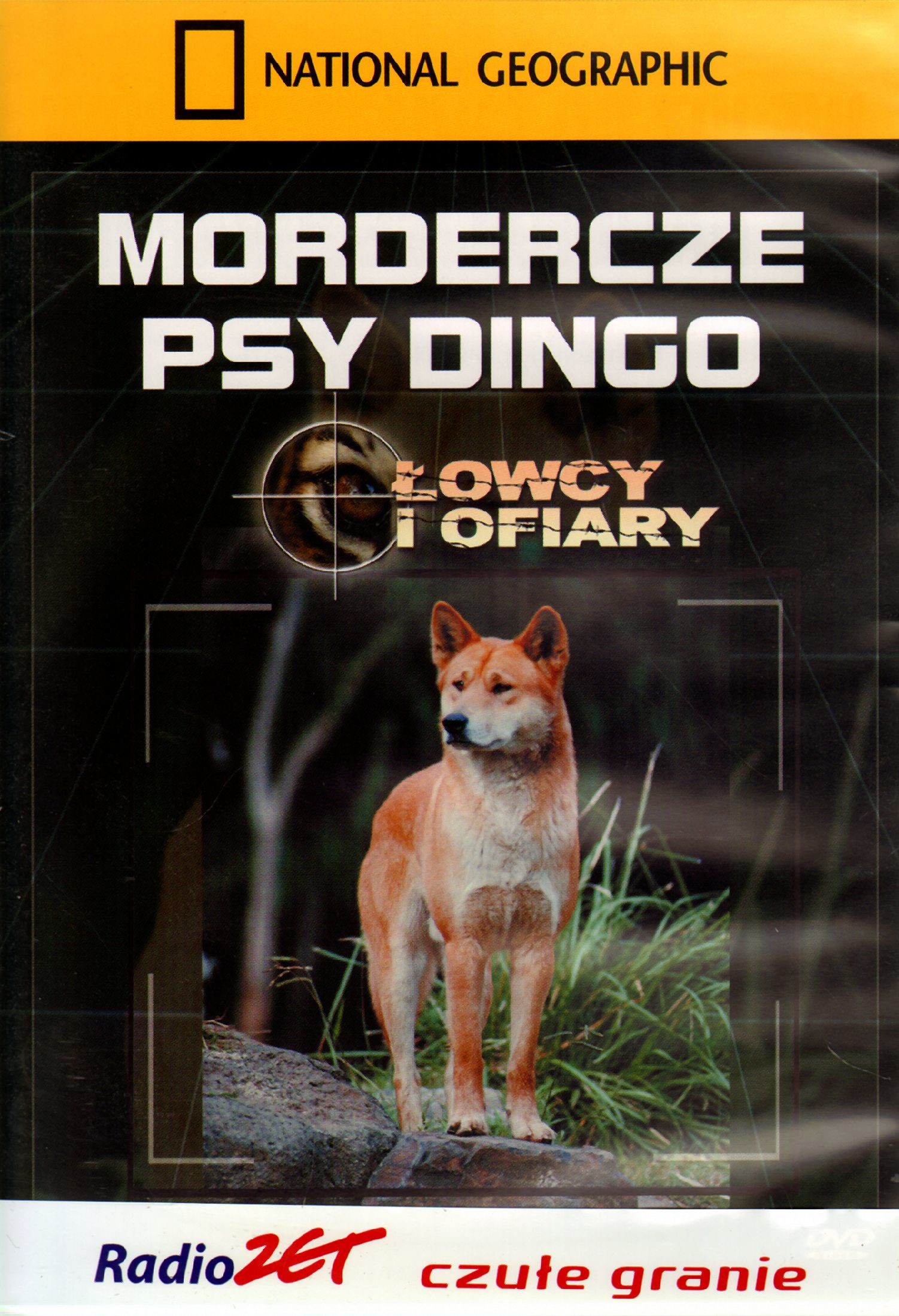 Mordercze psy dingo Łowcy i ofiary