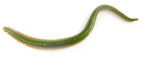 Berkley GULP. WATT słoną wodą korniki, wielokolorowa, 15,2 cm 110113