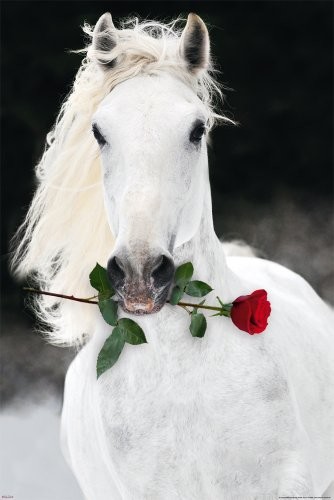 Empire Konie plakat Lipizzaner z różą + artykuły dodatkowe 541390