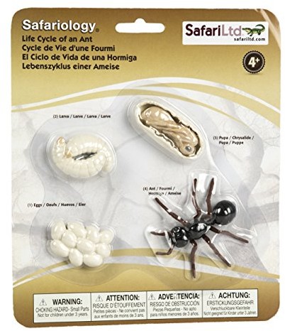 Safari Life Cycle Of An mrówek 663916